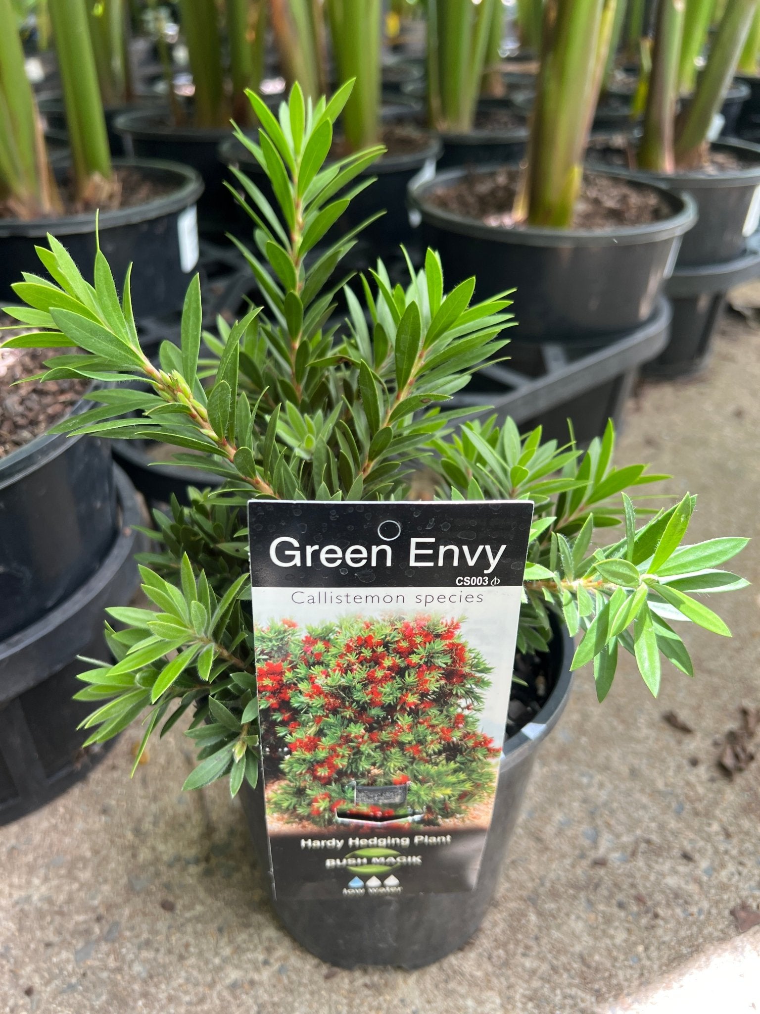 Green Envy (Callistemon viminalis) - Ladybird Nursery