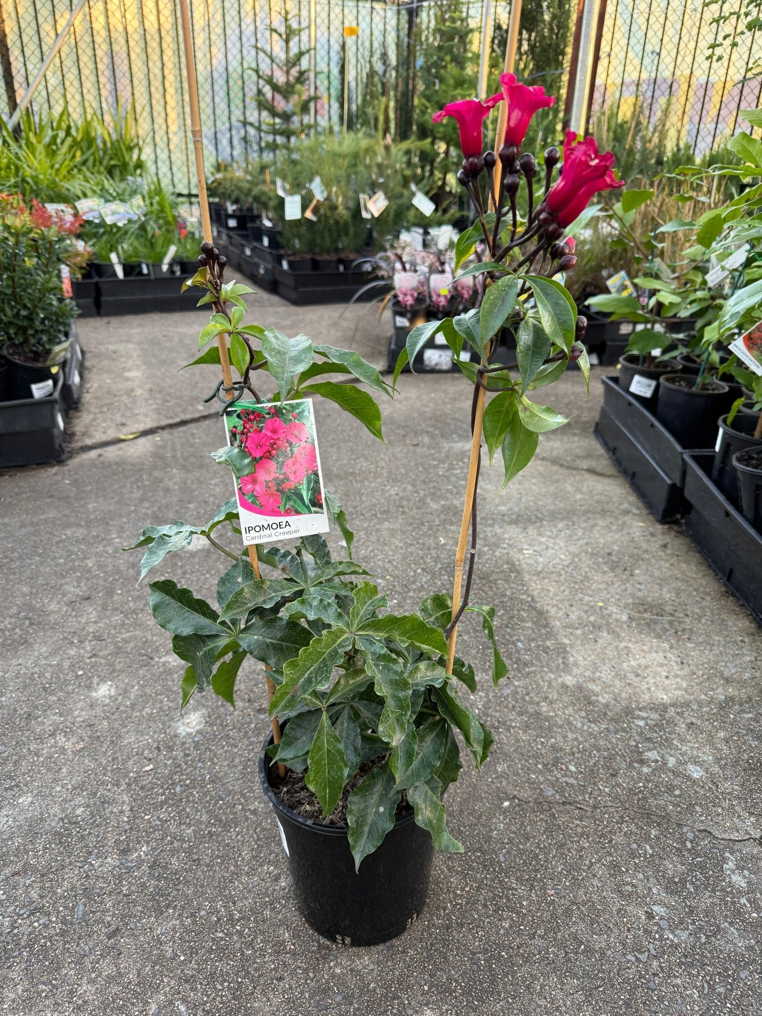 Cardinal Creeper (Ipomoea horsfalliae) - Ladybird Nursery