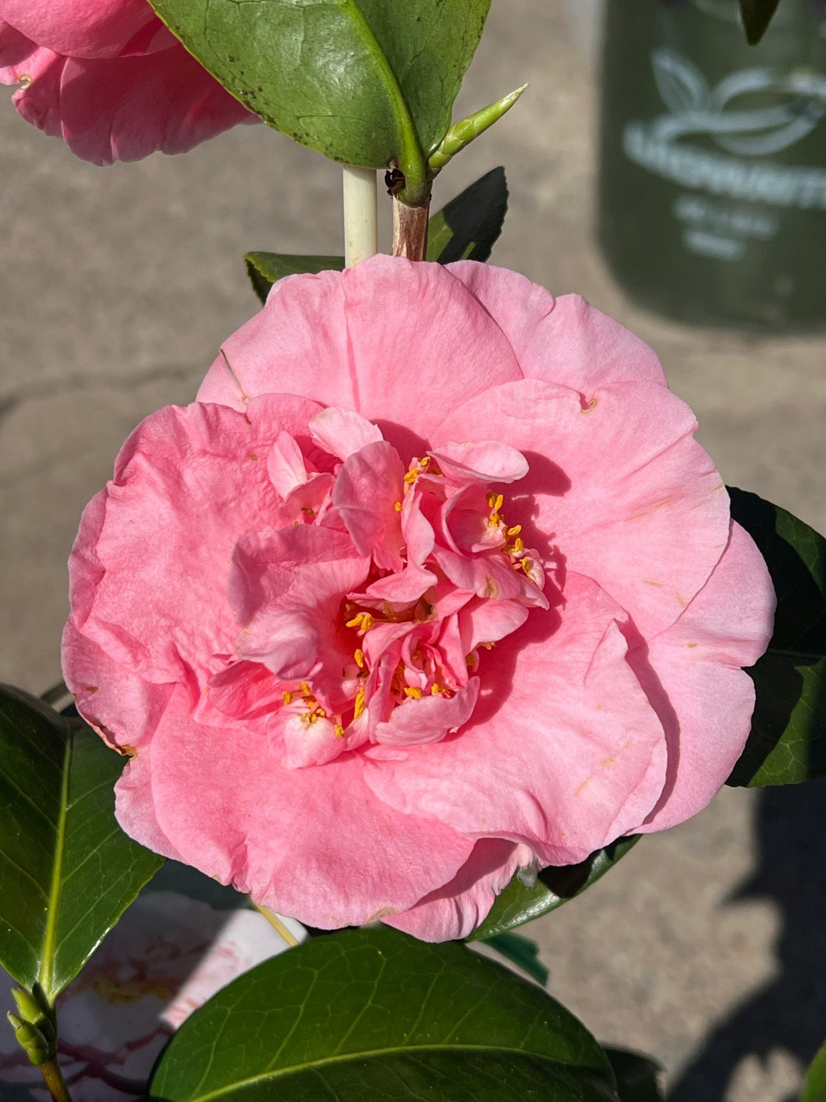 Camellia Ardoch - Large - Ladybird Nursery