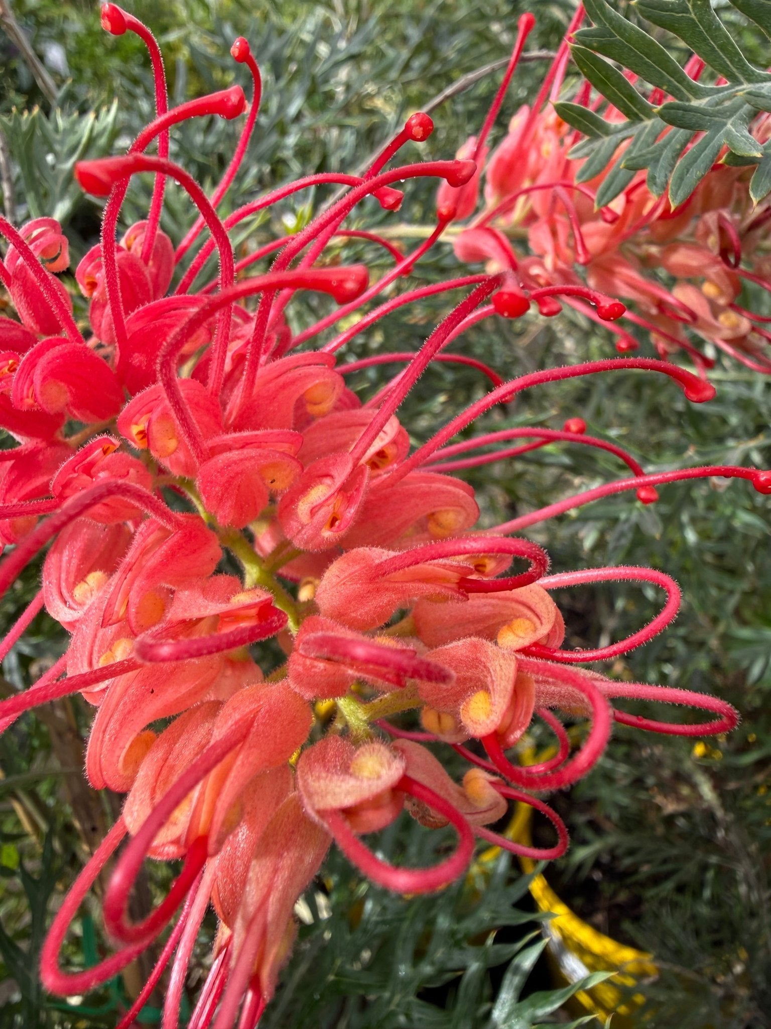 Grevillea 'Robyn Gordon' - Large - Ladybird Nursery