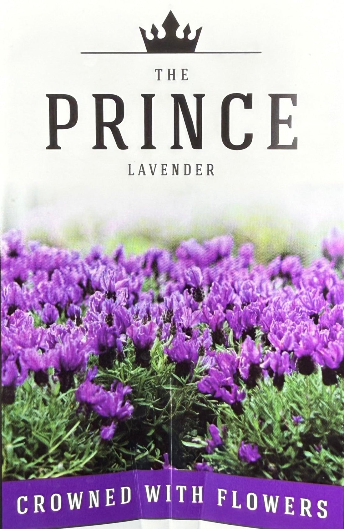 Lavender - The Prince (Lavandula hyb.) - Ladybird Nursery