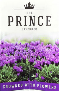 Lavender - The Prince (Lavandula hyb.) - Ladybird Nursery
