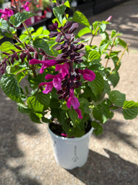 Salvia Unplugged 'So Pink' - Ladybird Nursery