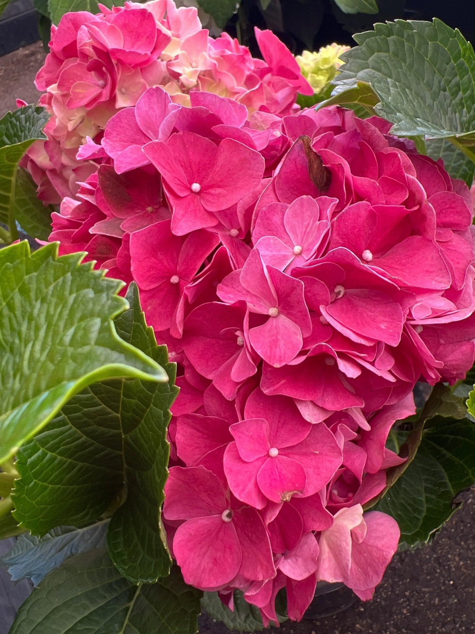 Hydrangea Magical Ruby Red - Ladybird Nursery