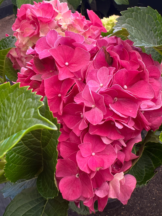Hydrangea Magical Ruby Red
