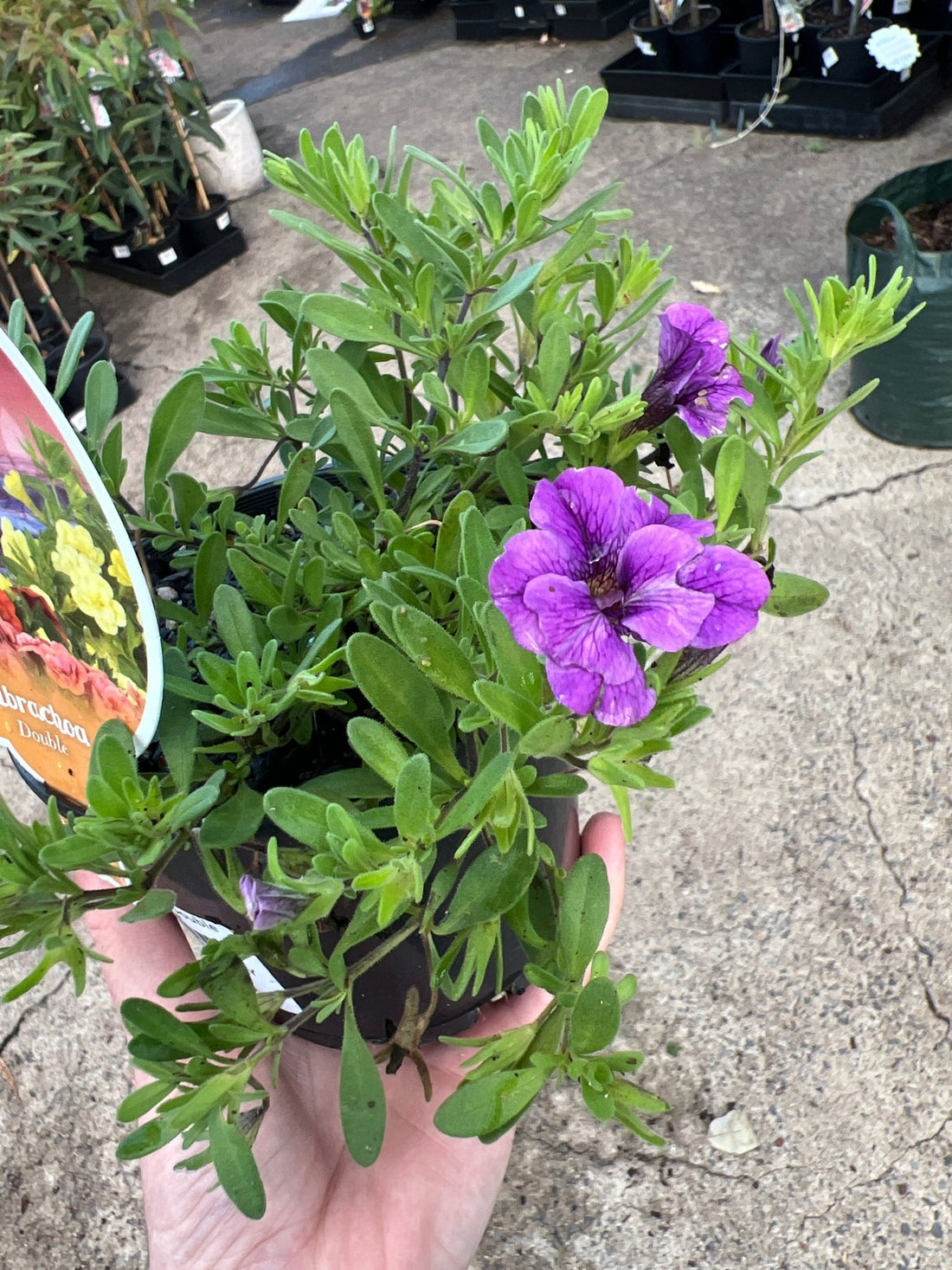 Calibrachoa 'Double Purple' - Ladybird Nursery