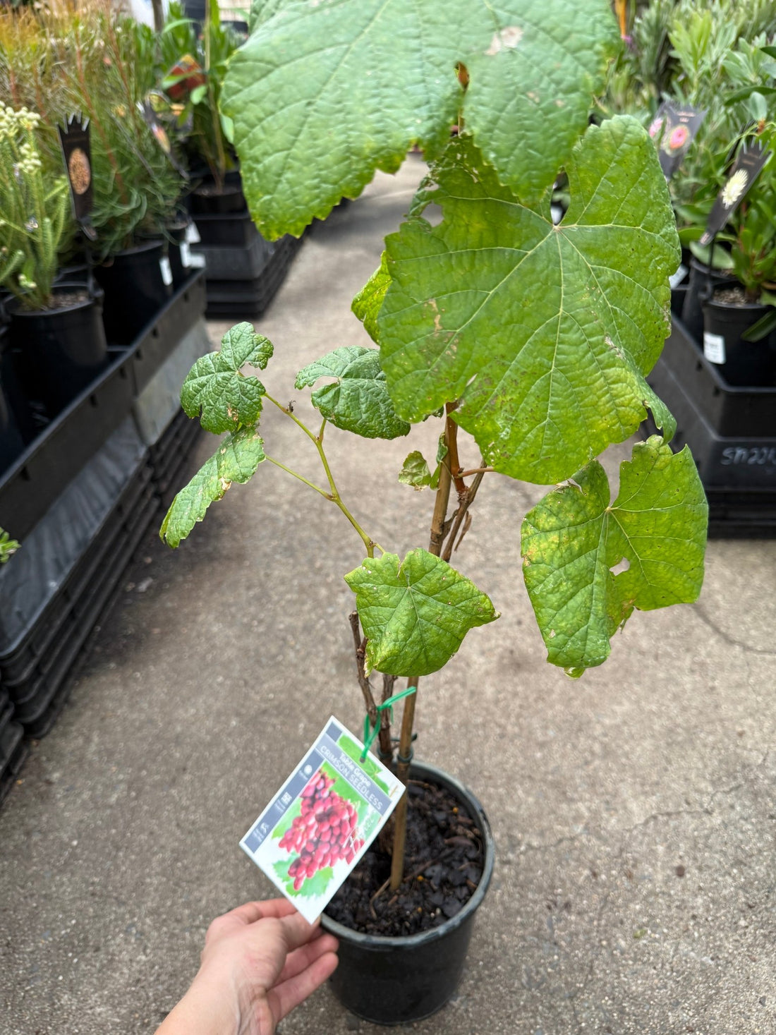 Grape 'Crimson Seedless' - Large (QLD ONLY) - Ladybird Nursery