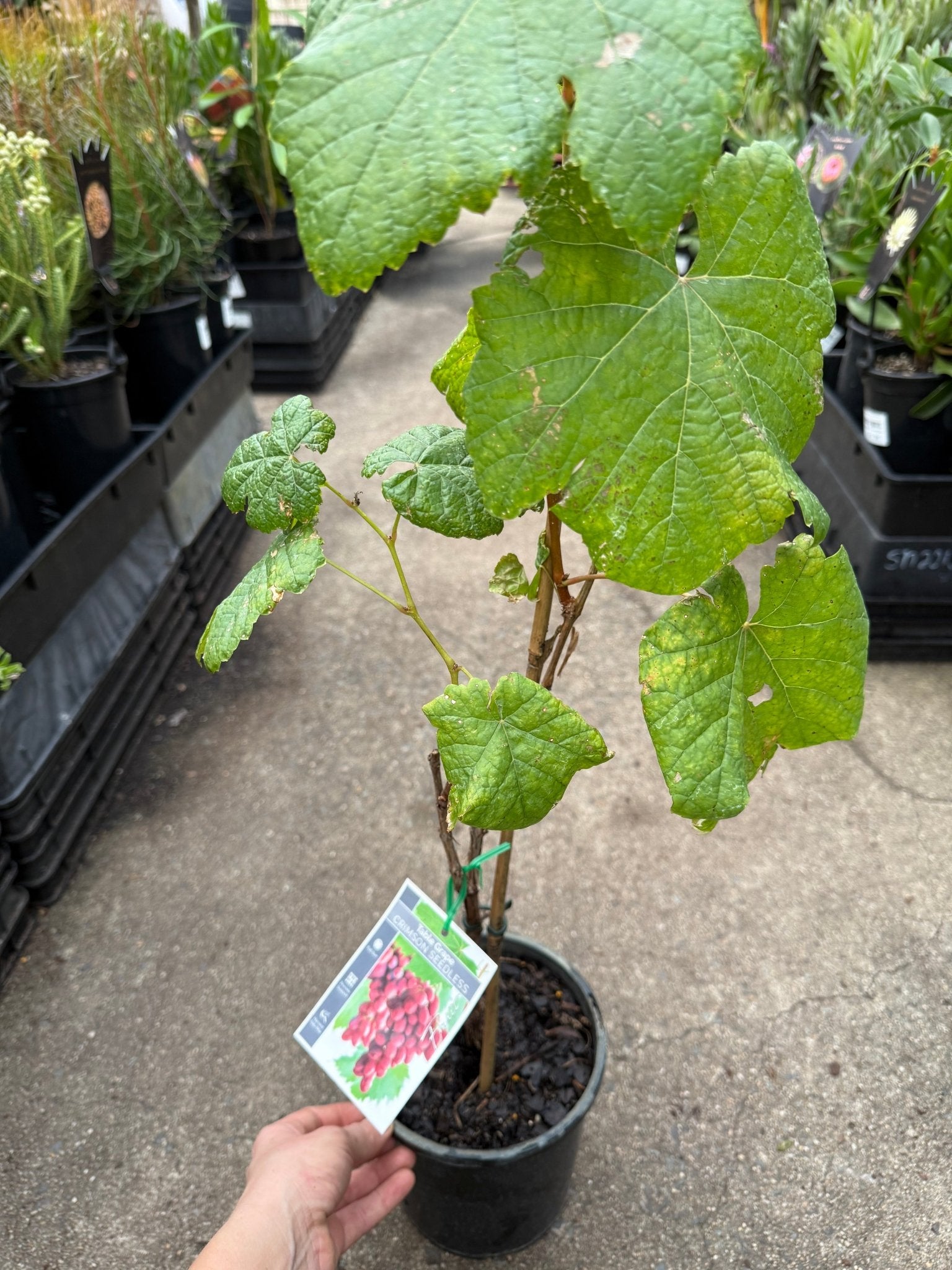 Grape 'Crimson Seedless' - Large (QLD ONLY) - Ladybird Nursery