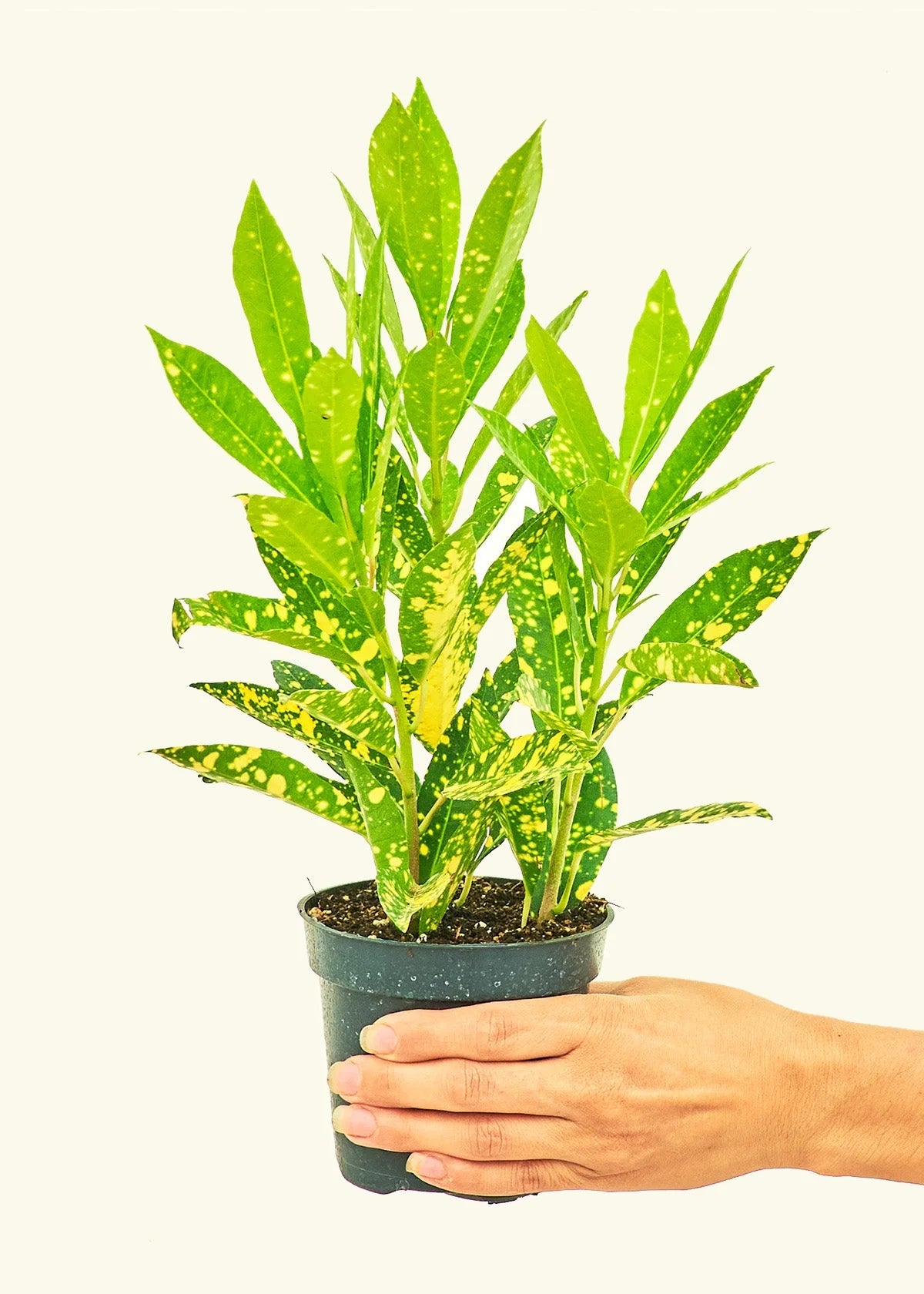 Croton Gold Dust (Codiaeum variegatum)