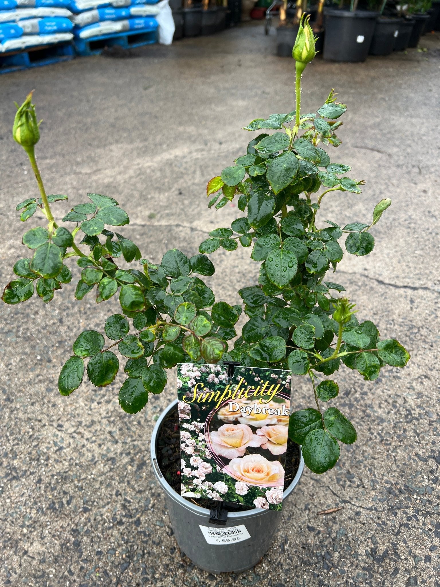Rose 'Simplicity Daybreak' (Rosa) - Ladybird Nursery