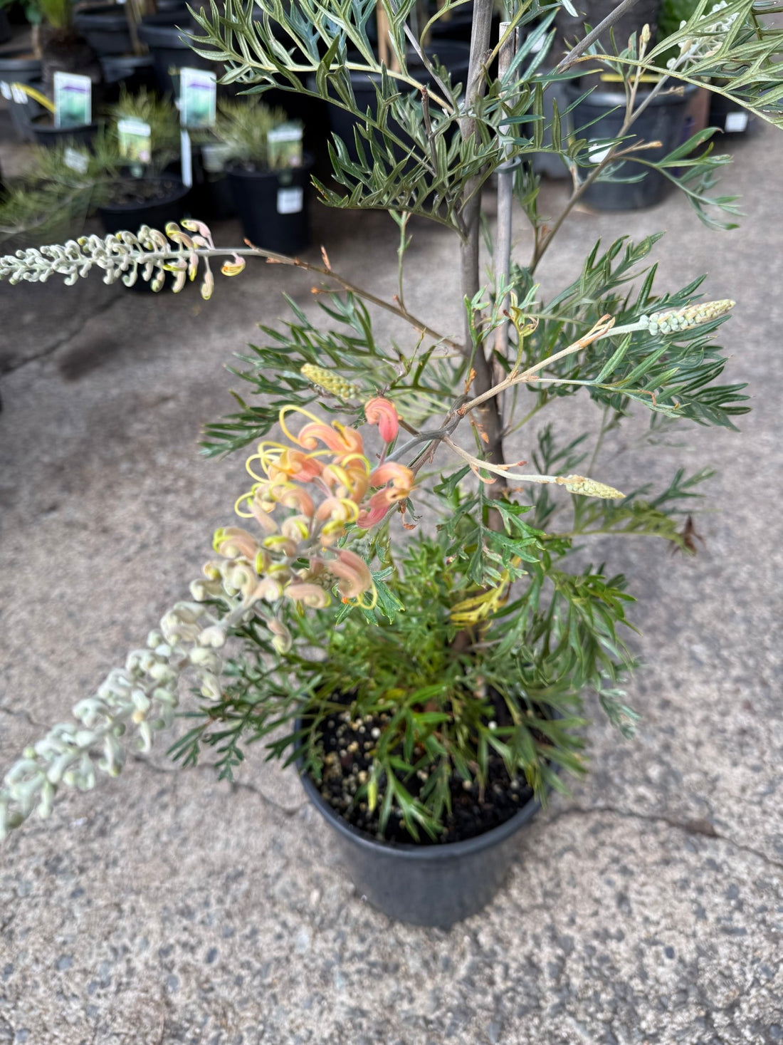 Grevillea ‘Lemon Baby’ - Large - Ladybird Nursery