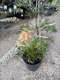 Grevillea ‘Lemon Baby’ - Large - Ladybird Nursery