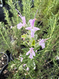 Rosemary 'Rosea' (Rosmarinus officinalis) - Ladybird Nursery