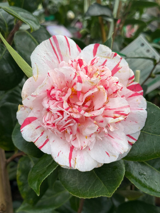 Camellia 'Extravaganza' (Camellia japonica) - Ladybird Nursery