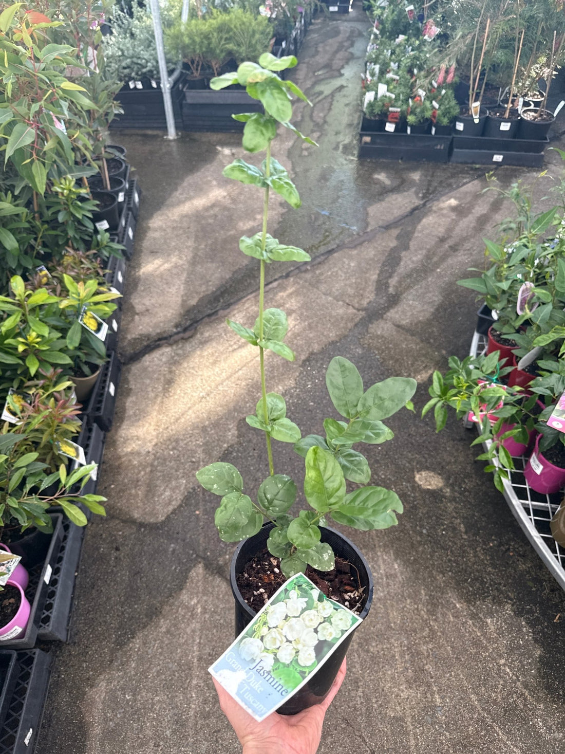 Jasmine ‘Grand Duke of Tuscany’ (Jasminum sambac) - Ladybird Nursery