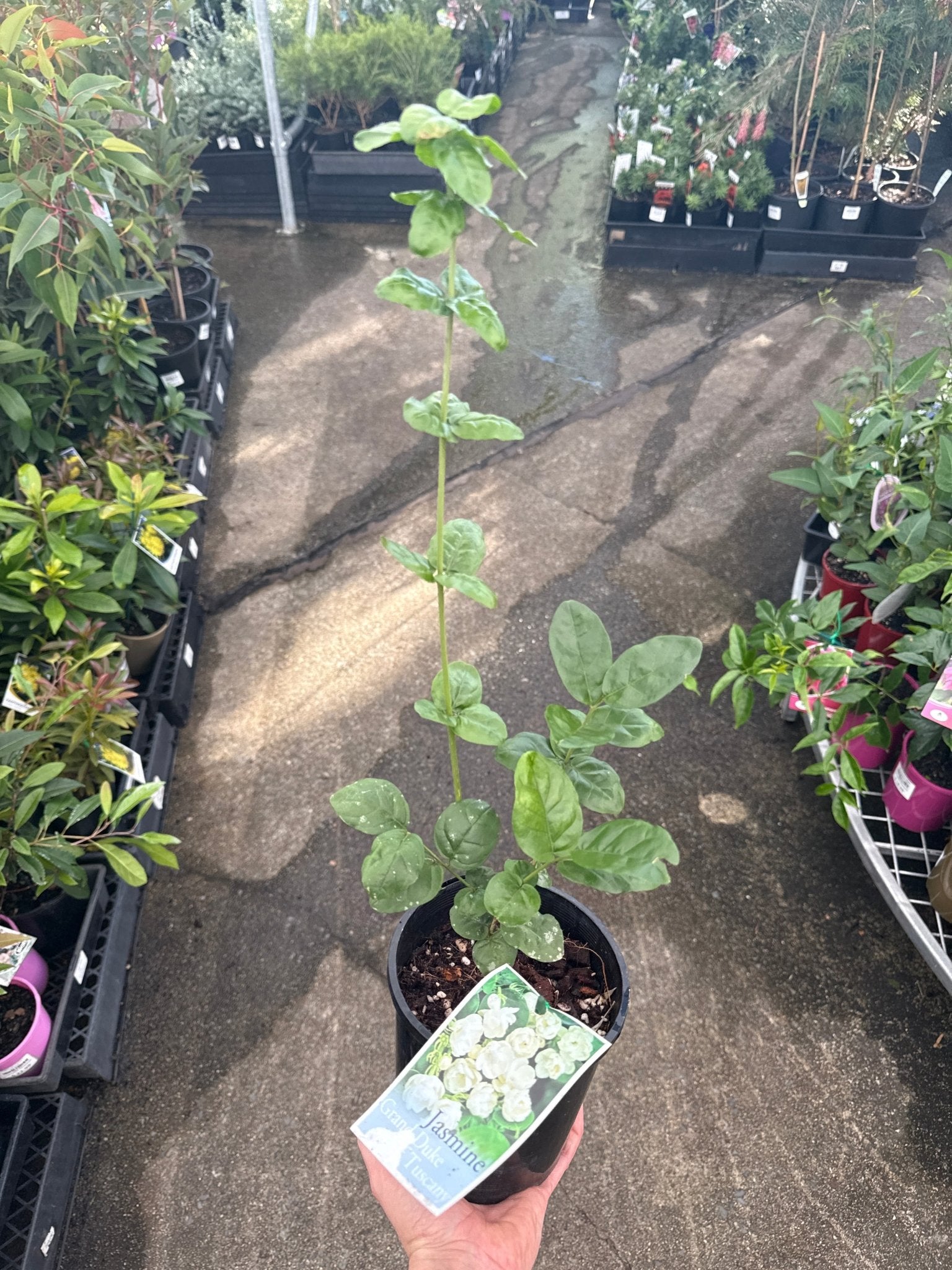 Jasmine ‘Grand Duke of Tuscany’ (Jasminum sambac) - Ladybird Nursery