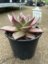 Echeveria 'Romeo' - Ladybird Nursery