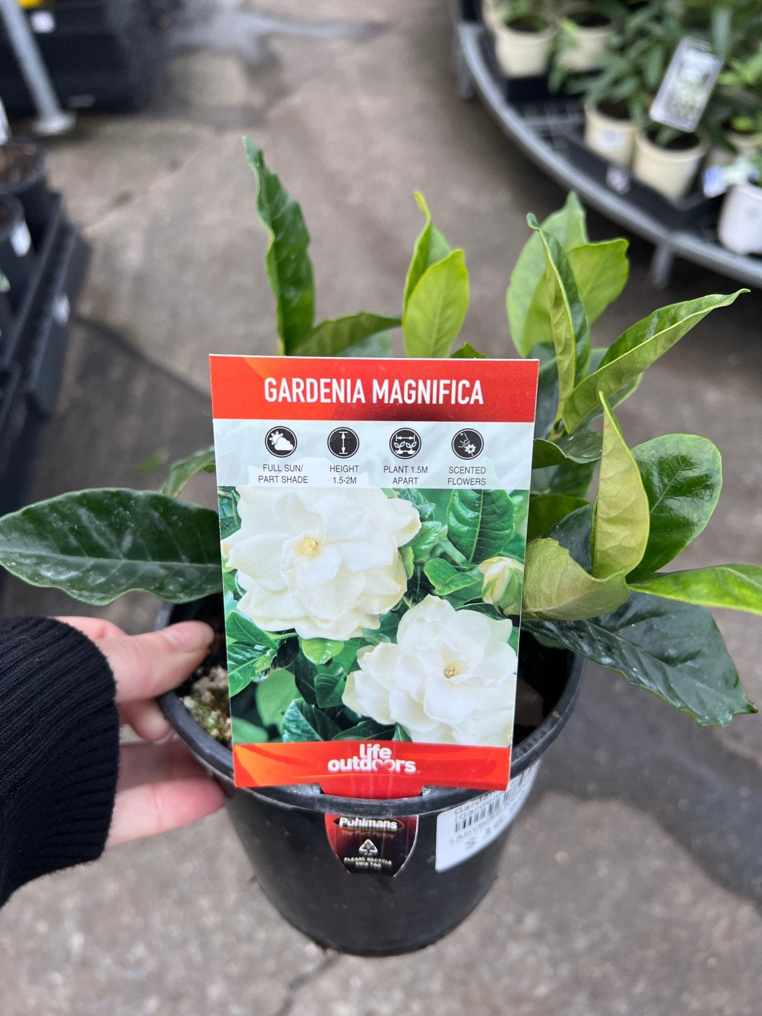 Gardenia 'Magnifica' (Gardenia augusta) - Ladybird Nursery
