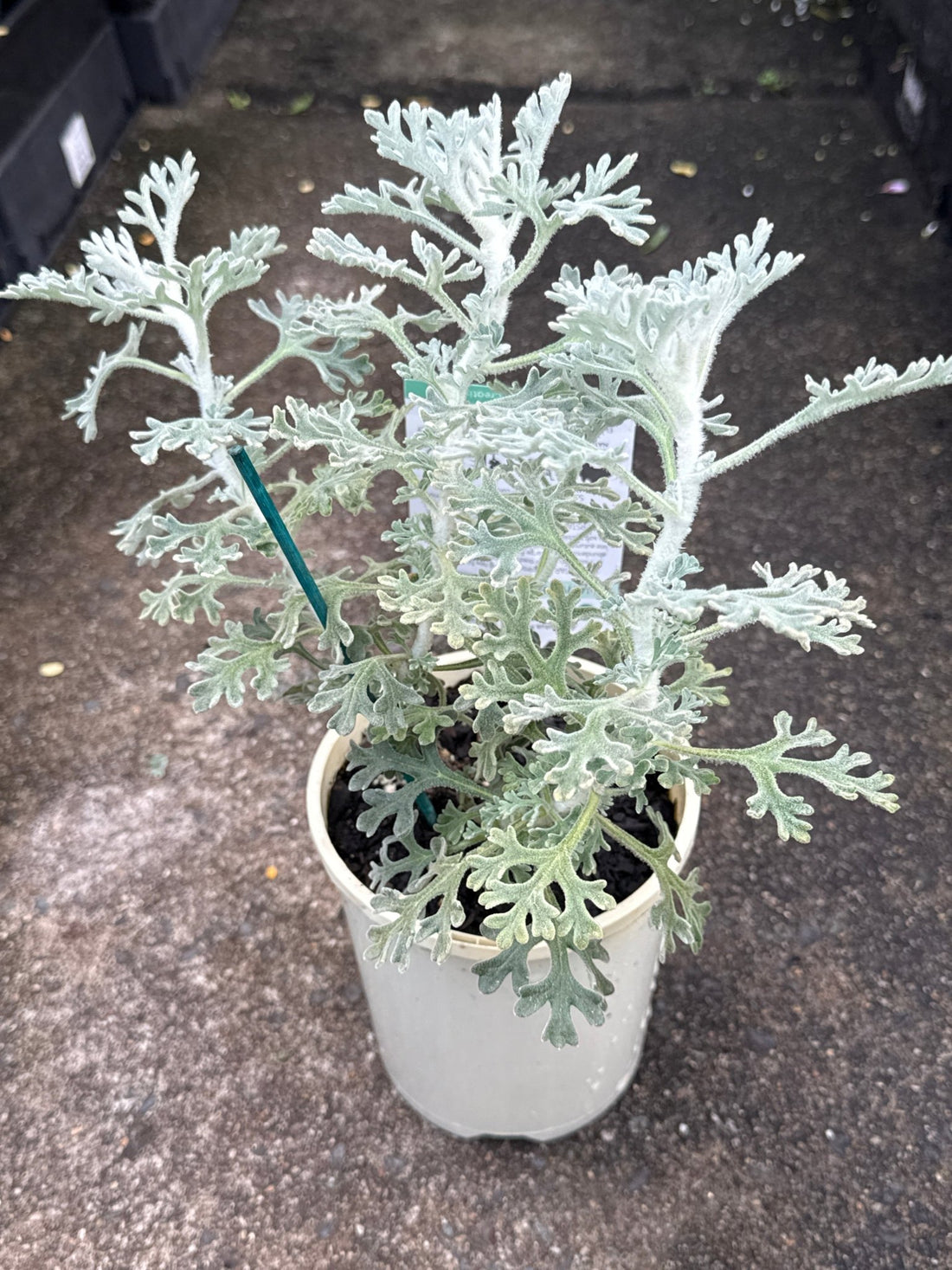 Flannel Flower 'Superstar' (Actinotus helianthi) - Ladybird Nursery