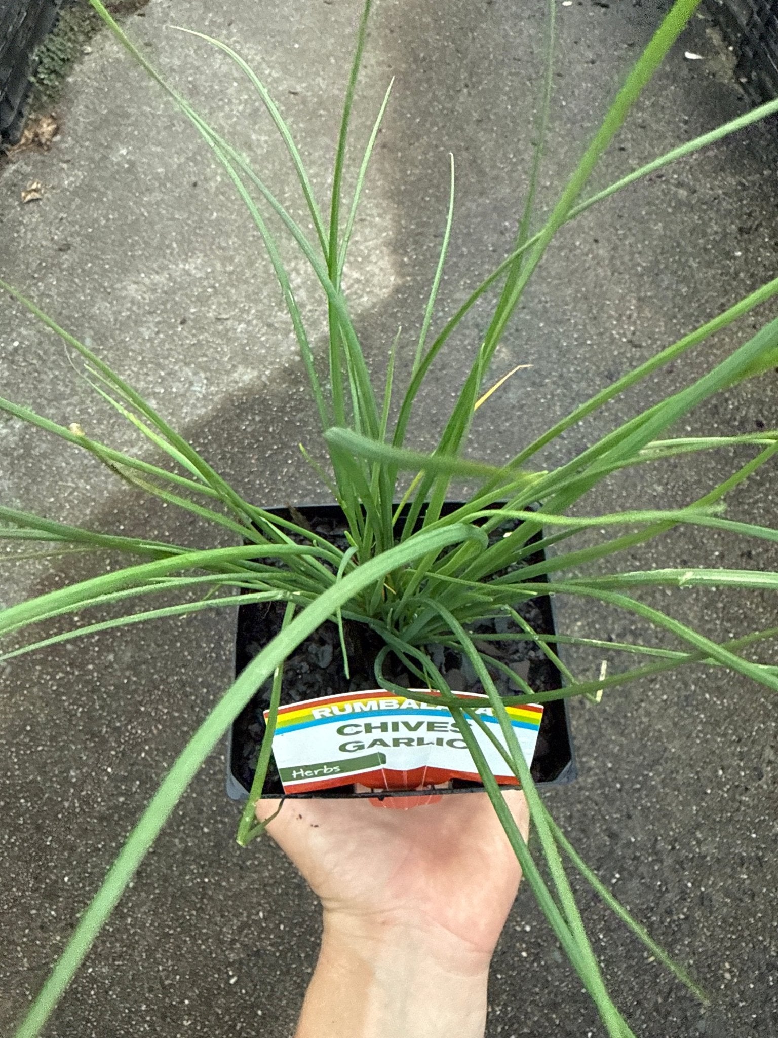 Garlic Chives (Pickup Only) - Ladybird Nursery