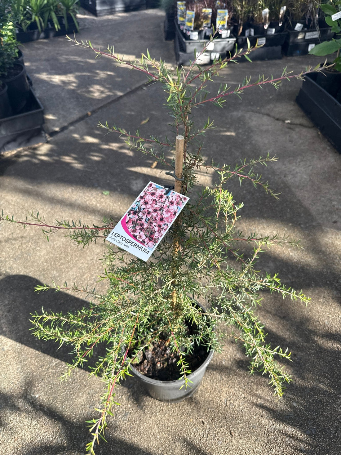 Leptospermum 'Pink Cascade' - Large - Ladybird Nursery