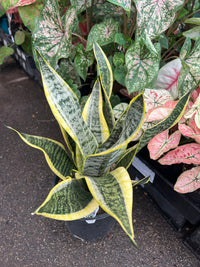 Sansevieria 'Supurba' - Ladybird Nursery