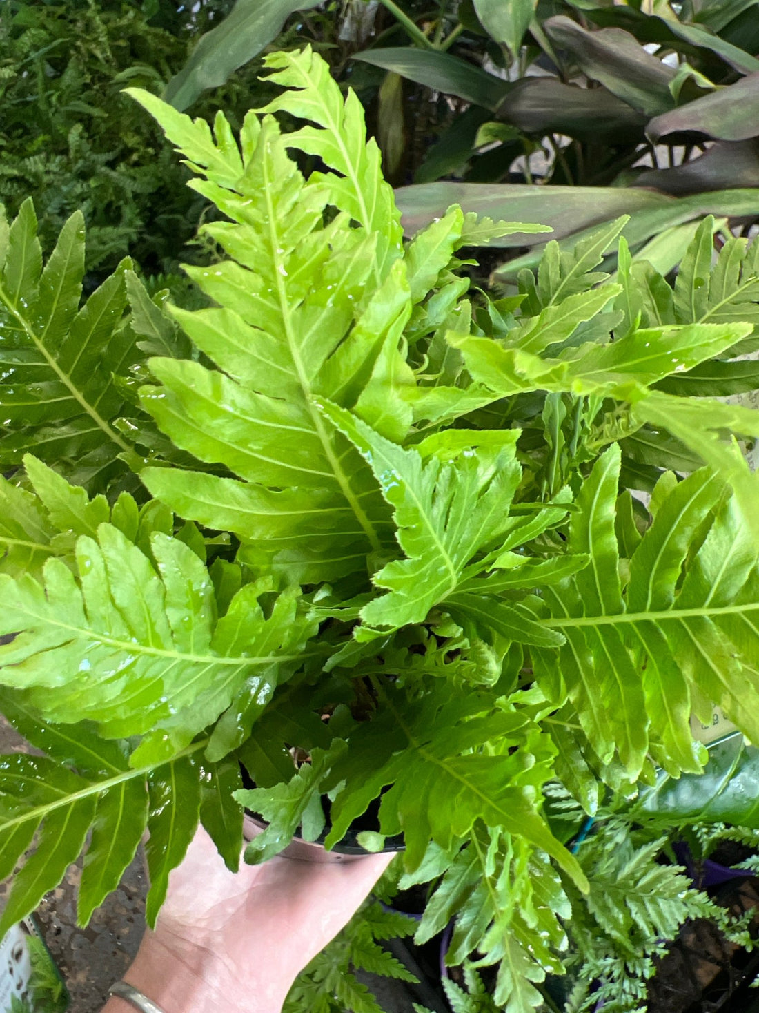 Silver Lady Fern (Blechnum gibbum) 140mm Pot - Ladybird Nursery