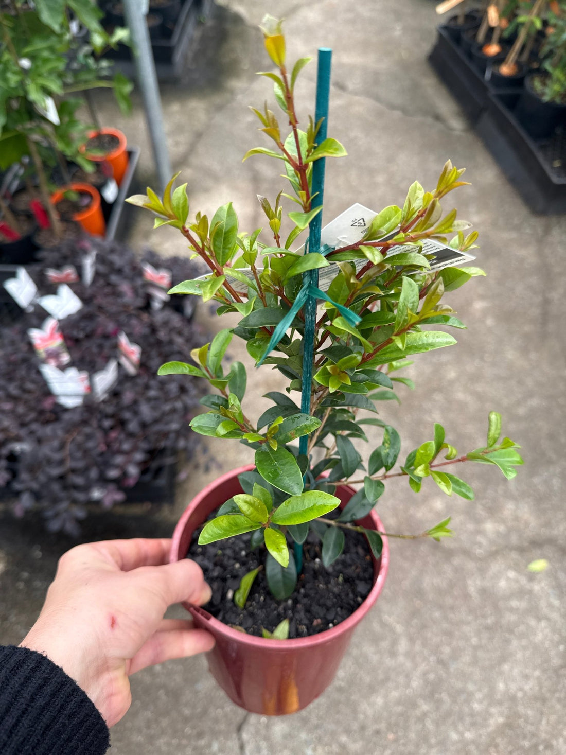 Lilly Pilly Straight and Narrow™ (Syzygium australe) - Ladybird Nursery