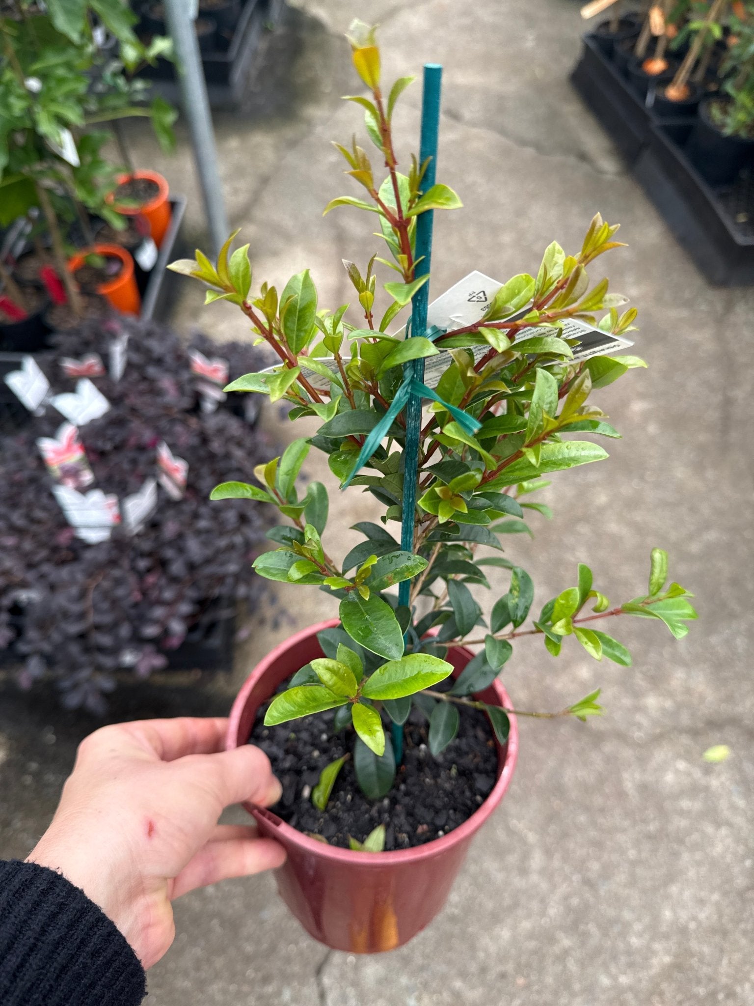 Lilly Pilly Straight and Narrow™ (Syzygium australe) - Ladybird Nursery