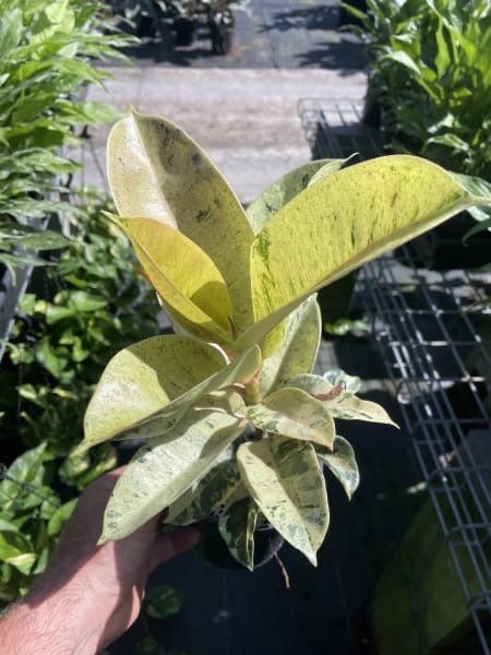 Rubber Plant 'Marble' (Ficus elastica) - Ladybird Nursery