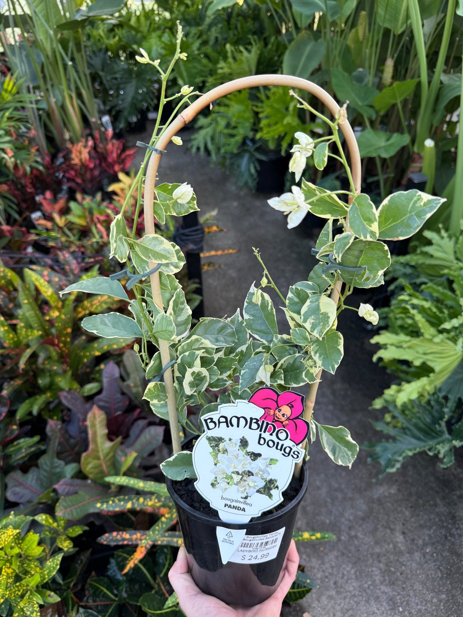 Bougainvillea ‘Panda' (Bougainvillea Bambino™) - Ladybird Nursery
