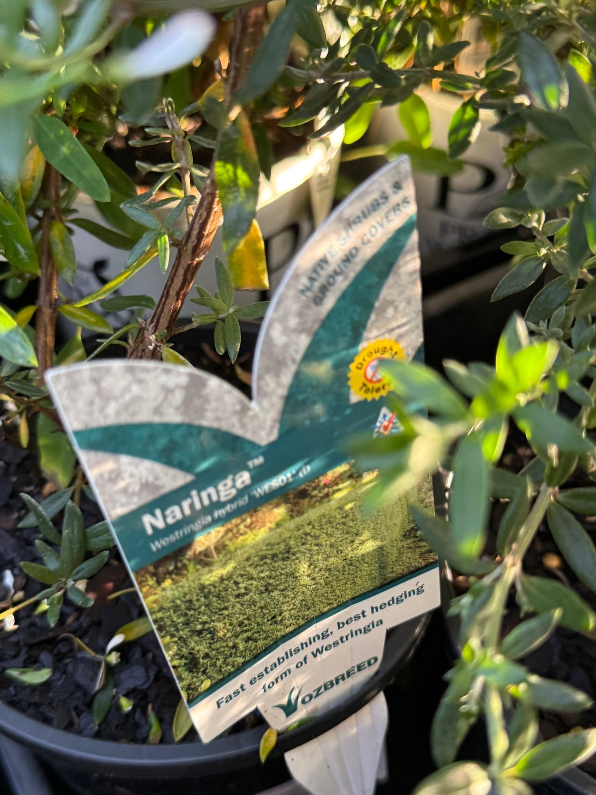 Coastal Rosemary 'NARINGA™' (Westringia) - Ladybird Nursery