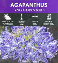 Agapanthus River Garden Blue - Large - Ladybird Nursery
