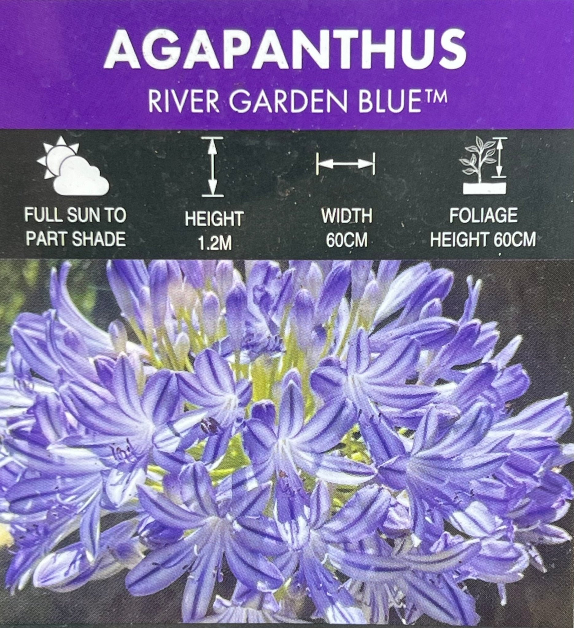 Agapanthus River Garden Blue - Large - Ladybird Nursery