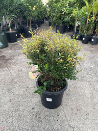 Lilly Pilly 'Allyn Magic' Topiary Ball (PICK UP ONLY) - Ladybird Nursery