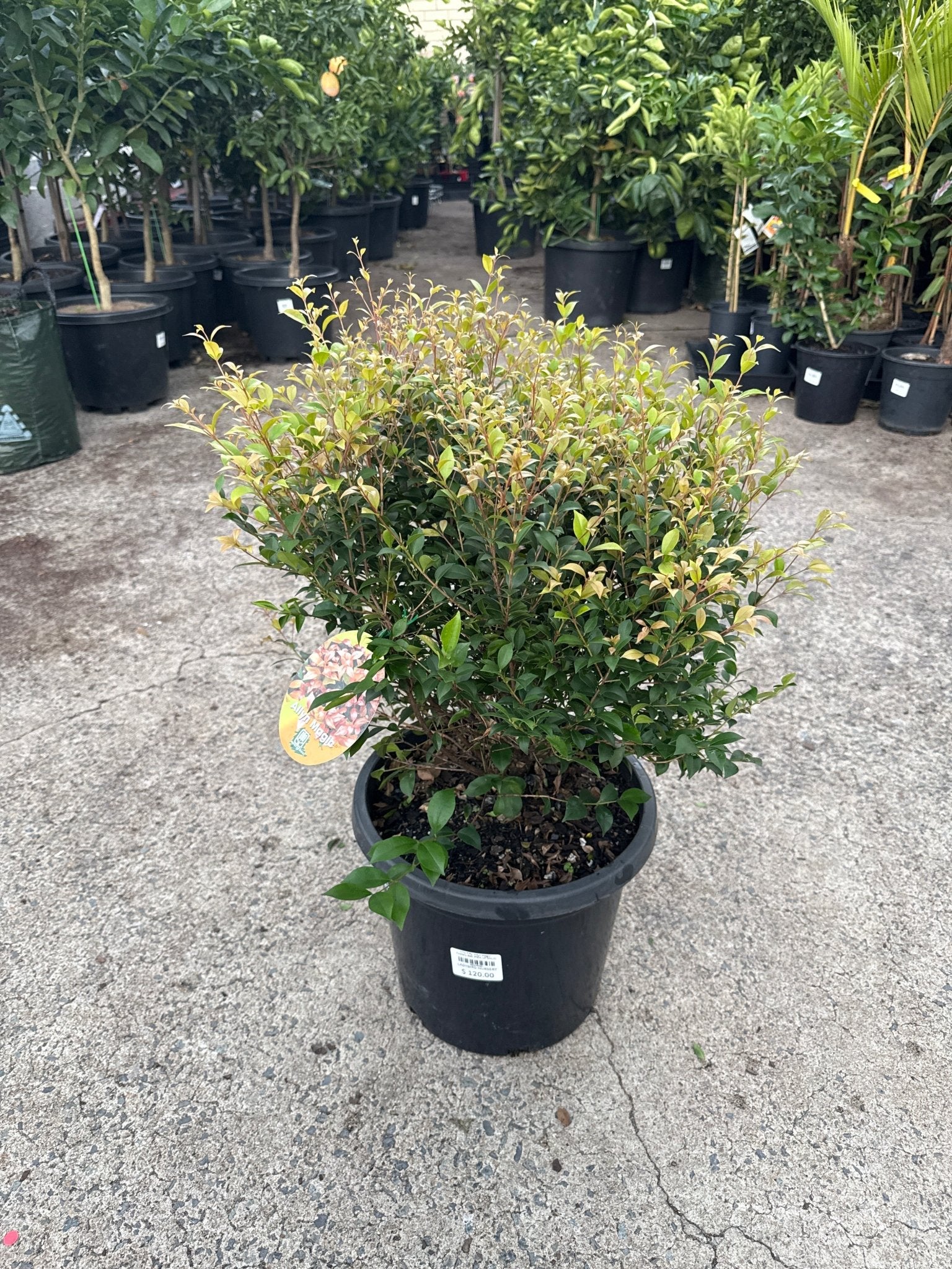 Lilly Pilly 'Allyn Magic' Topiary Ball (PICK UP ONLY) - Ladybird Nursery