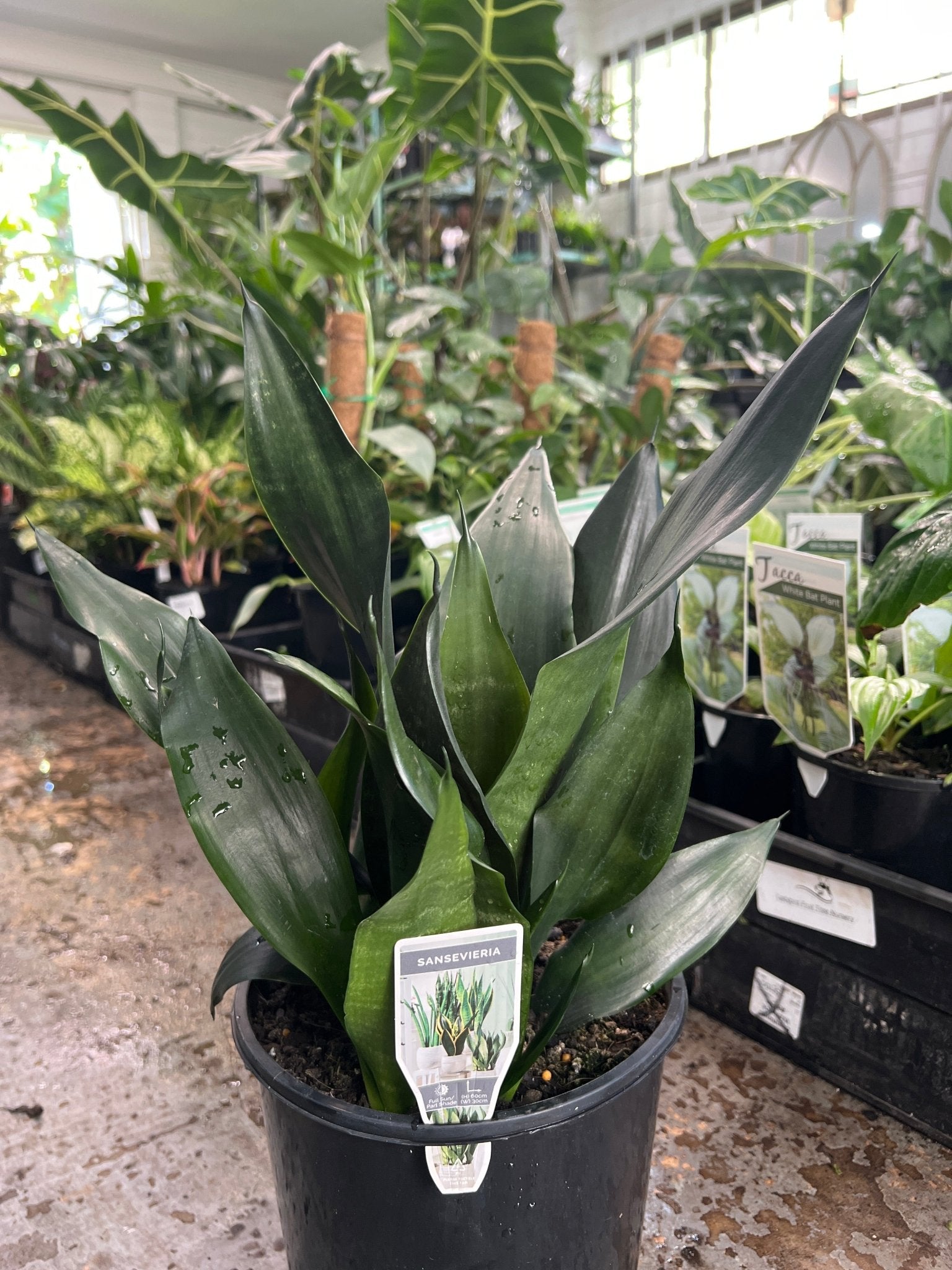 Sansevieria 'Black Diamond' - Ladybird Nursery