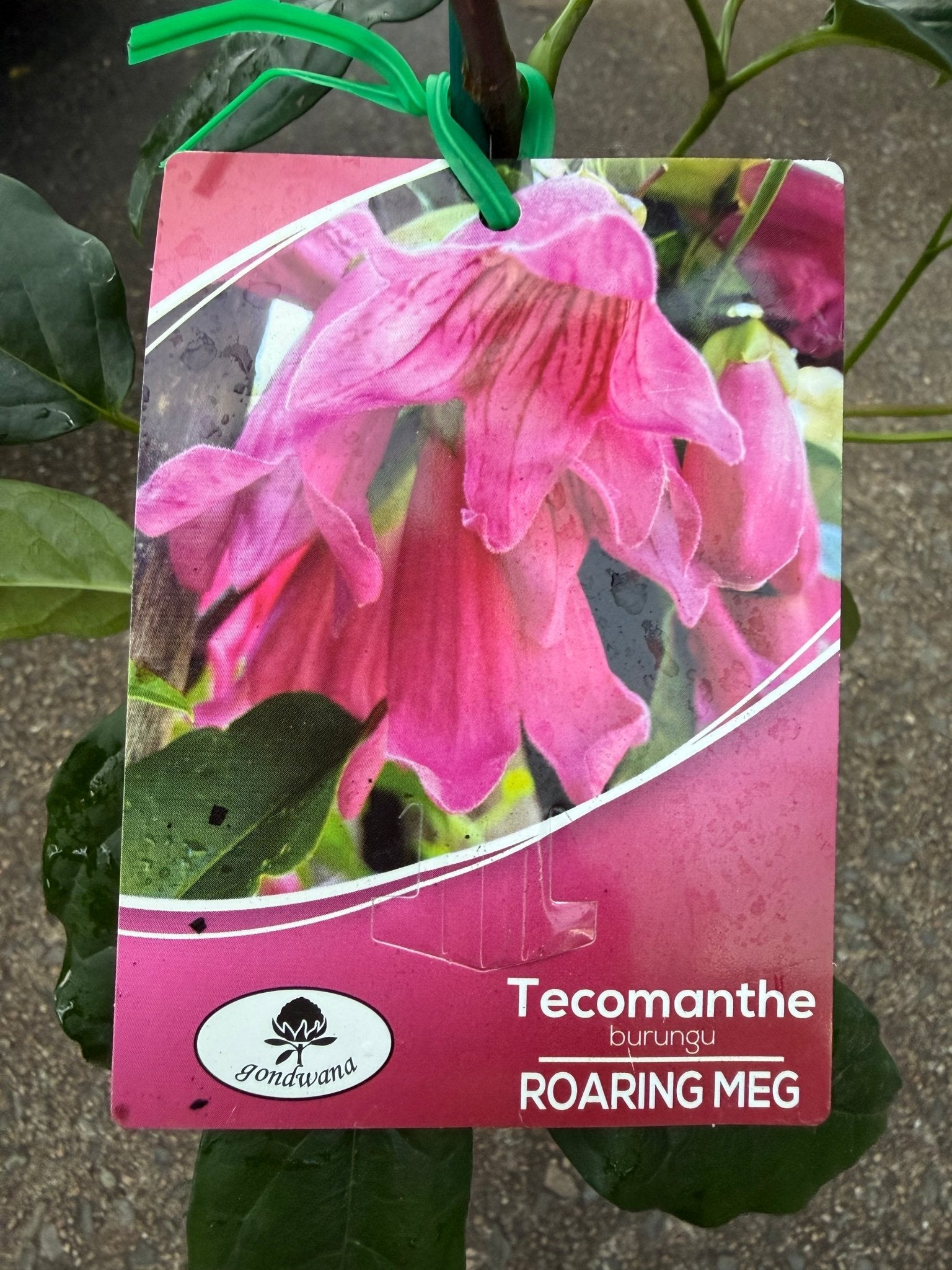 Roaring Meg (Tecomanthe hillii hybrid) - Ladybird Nursery