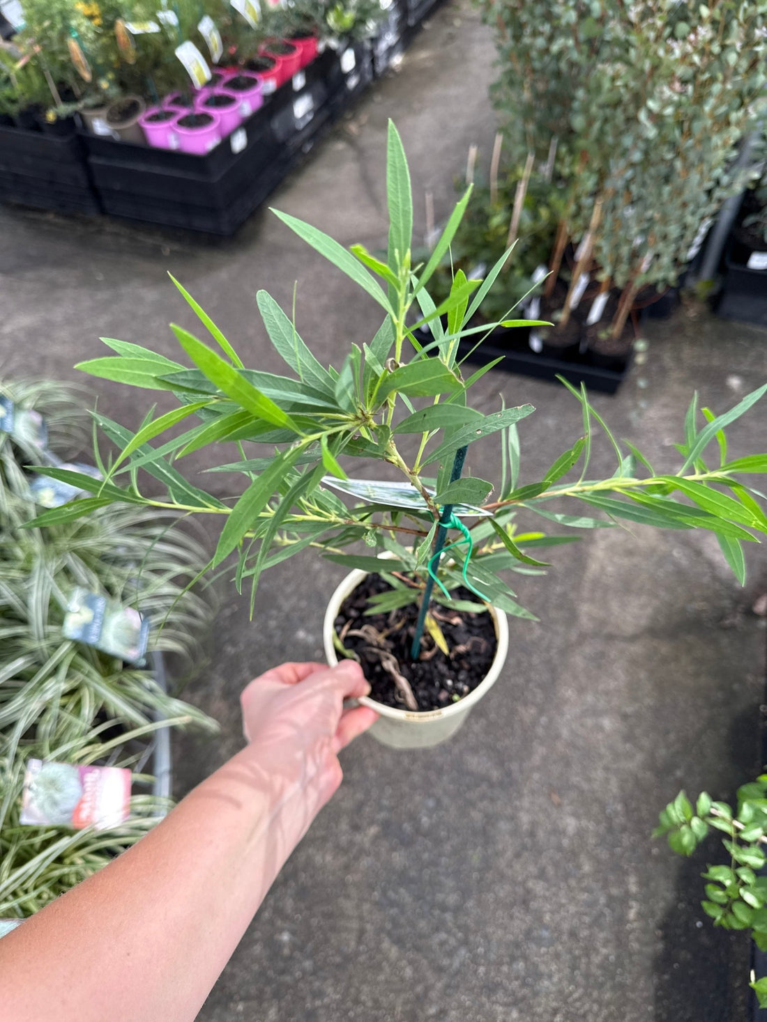 Dwarf Bottlebrush 'Wilderness White' (Callistemon viminalis) - Ladybird Nursery
