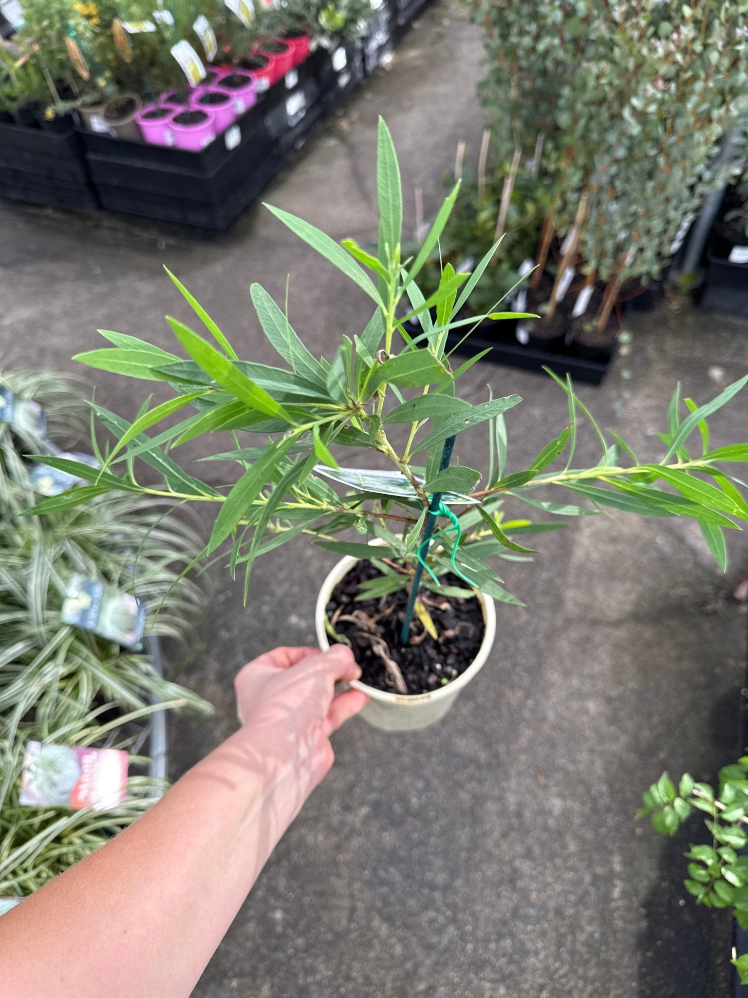 Dwarf Bottlebrush 'Wilderness White' (Callistemon viminalis) - Ladybird Nursery