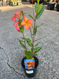 Mandevilla ‘Sun Parasol Up Orange' - Ladybird Nursery