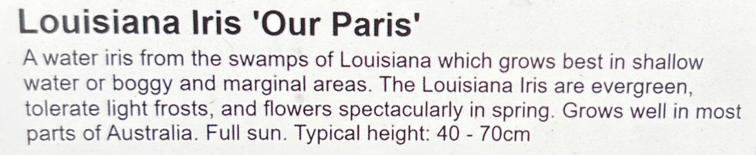 Louisiana Iris 'Our Paris' - Ladybird Nursery