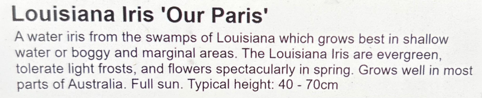 Louisiana Iris 'Our Paris' - Ladybird Nursery