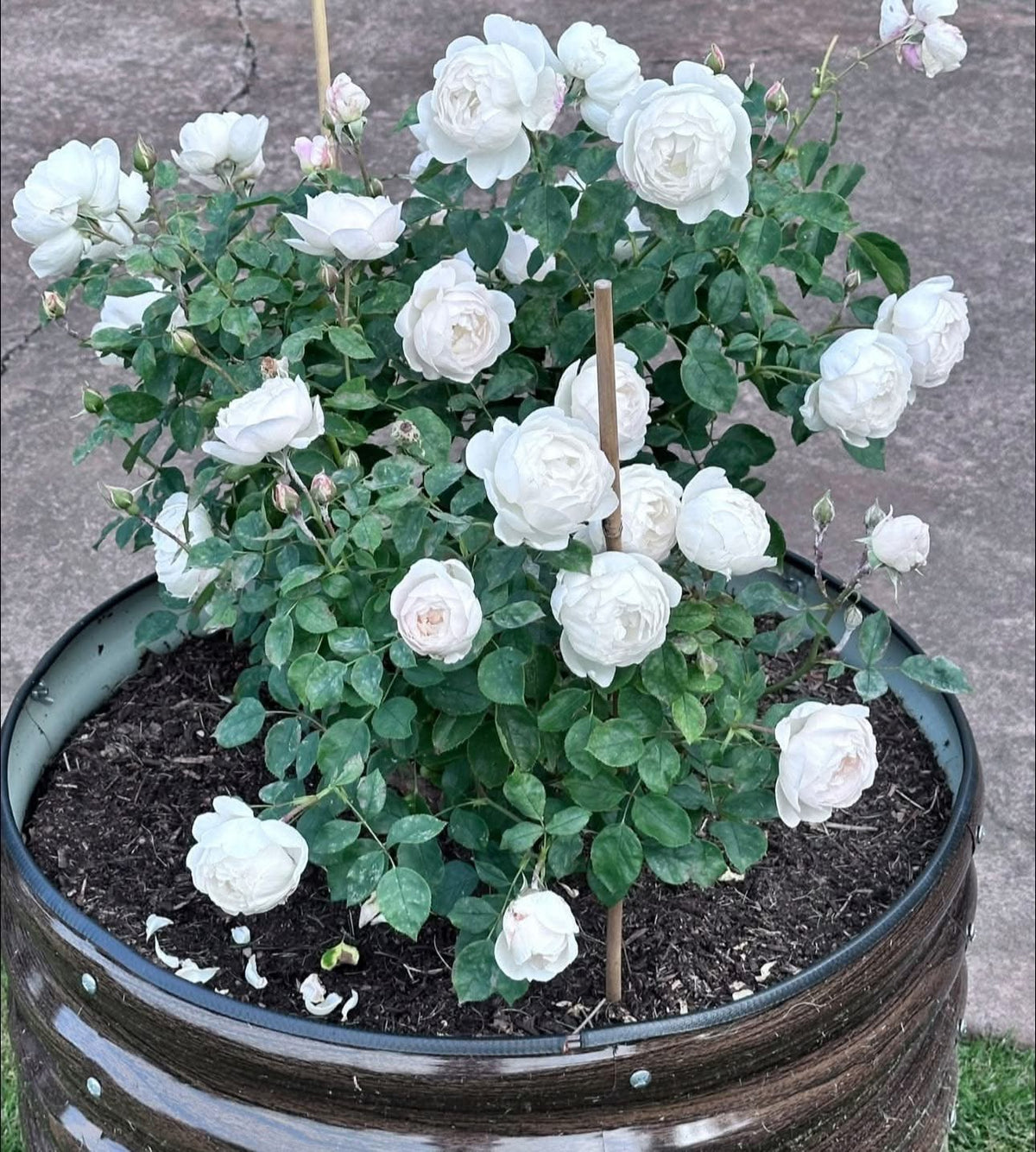 Rose ‘Desdemona' (David Austin) - Large - Ladybird Nursery