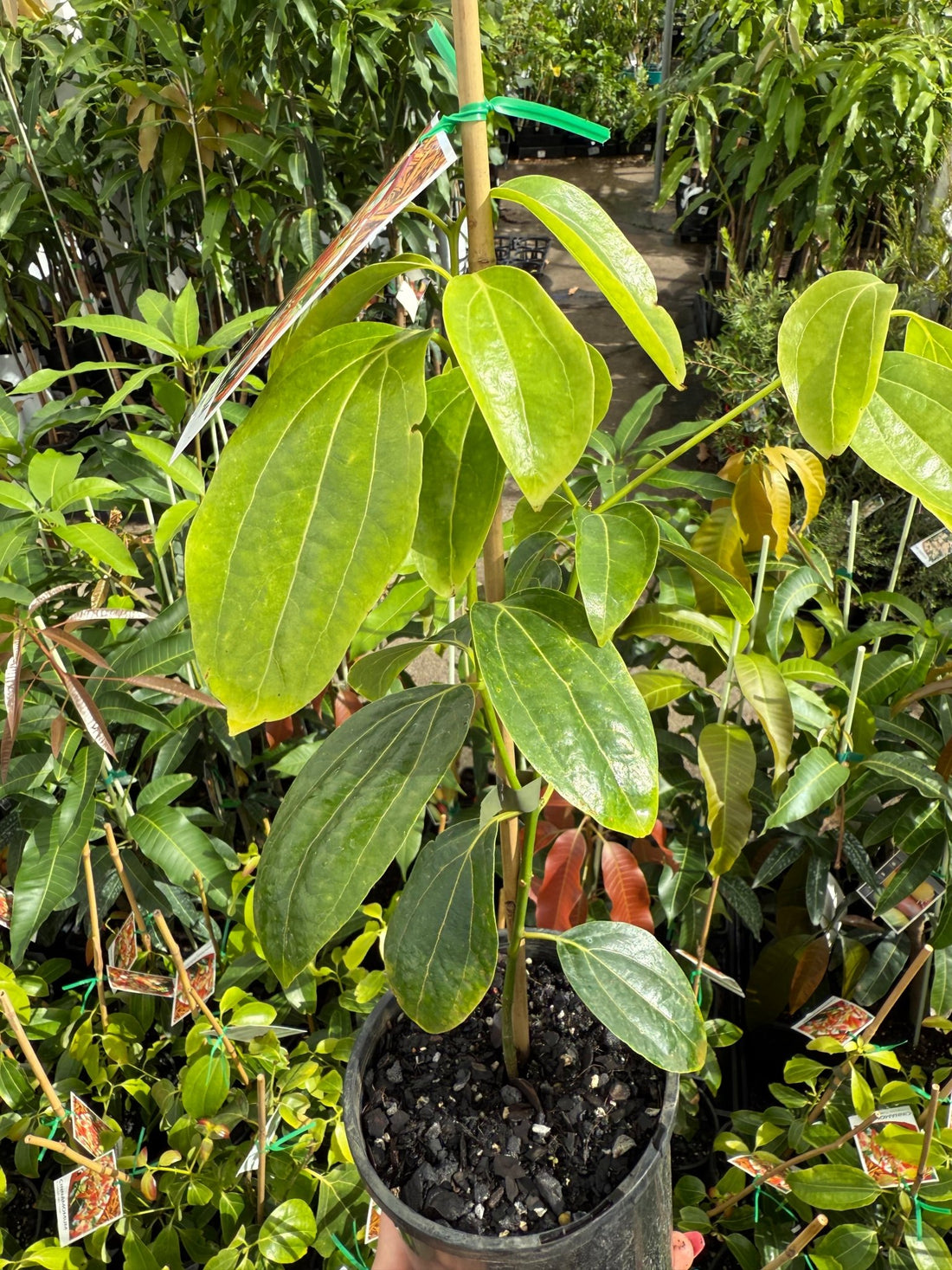 Cinnamon Tree (Cinnamomum zealanicum) - Ladybird Nursery