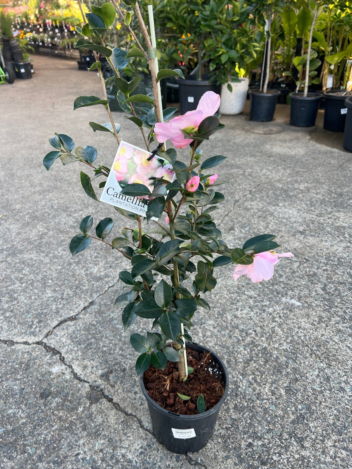 Camellia 'Plantation Pink' (Camellia sasanqua) - Large - Ladybird Nursery