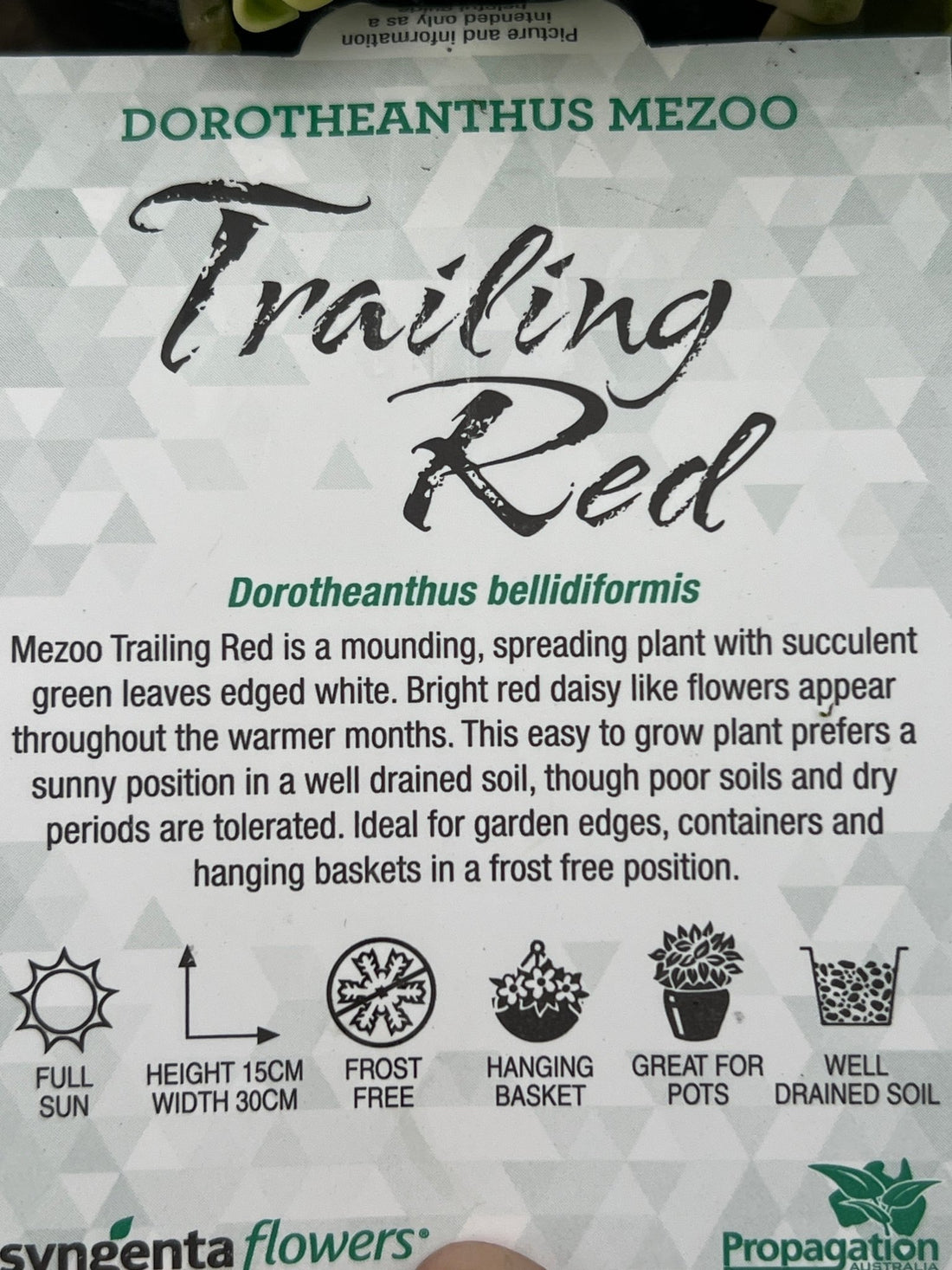 Dorotheanthus Mezoo ‘Trailing Red’ - Ladybird Nursery