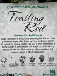Dorotheanthus Mezoo ‘Trailing Red’ - Ladybird Nursery