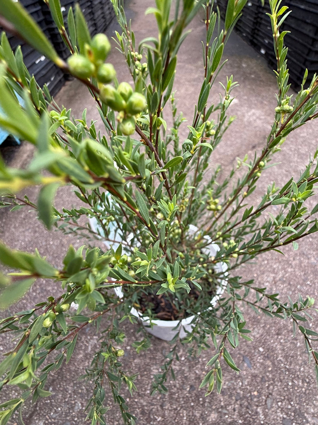 Thyme Honey Myrtle 'White Lace' (Melaleuca thymifolia) - Ladybird Nursery