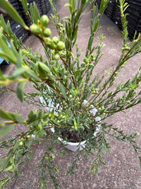 Thyme Honey Myrtle 'White Lace' (Melaleuca thymifolia) - Ladybird Nursery